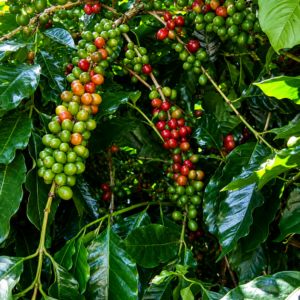 typica sumatra coffee seeds (coffea arabica) coffee bean