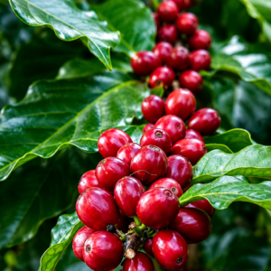victoria incaper coffee seeds (coffea arabica) coffee bean