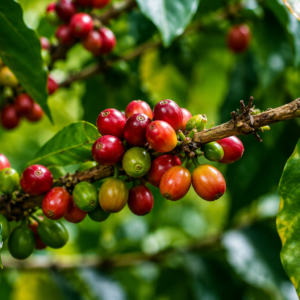 villa sarchi coffee seeds (coffea arabica) coffee bean