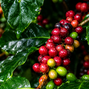 wamena coffee seeds (coffea arabica) coffee bean