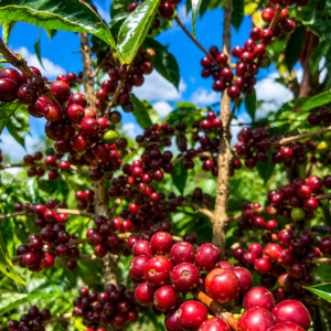 wolisho coffee seeds (coffea arabica) coffee bean