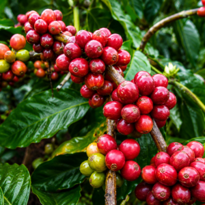 van java coffee seeds (coffea arabica) coffee bean