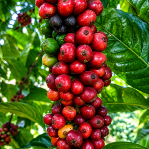 philippine liberica clone coffee seeds (coffea liberica) coffee bean