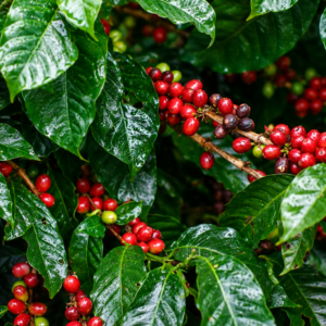 meranti coffee seeds (coffea liberica) coffee bean
