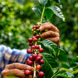 rangsang coffee seeds (coffea liberica) coffee bean