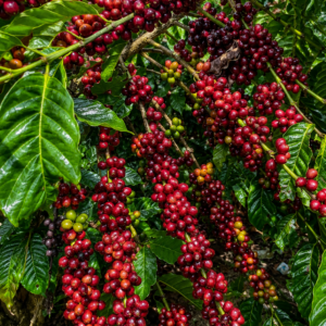 tungkal coffee seeds (coffea liberica) coffee bean