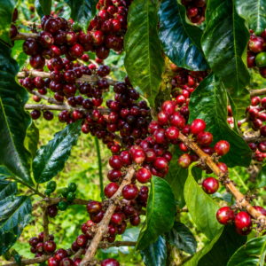 bp 358 coffee seeds (coffea robusta) coffee bean