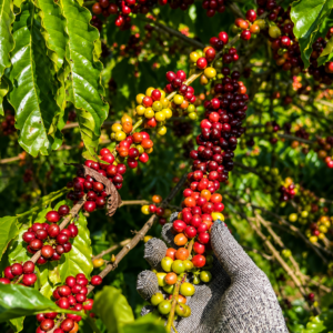 bp 542a coffee seeds (coffea robusta) coffee bean