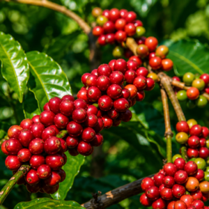 buon ma thuot coffee seeds (coffea robusta) coffee bean