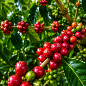 rejang lebong coffee seeds (coffea robusta) coffee bean