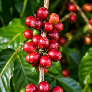 vitória incaper 8142 coffee seeds (coffea robusta) coffee bean