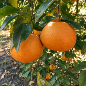 amanatsu orange citrus seedss (citrus natsudaidai) orange seedss
