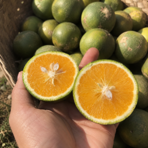 baby java orange citrus seedss (citrus sinensis) orange seedss