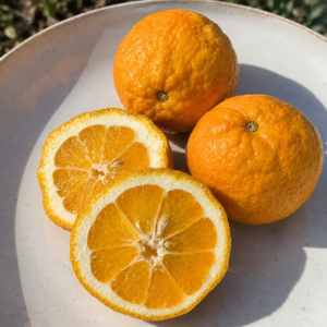 bitter orange citrus seedss (citrus aurantium) orange seedss