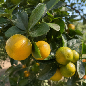 calamansi orange citrus seedss (citrus microcarpa) orange seedss