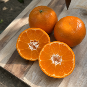 fairchild orange citrus seedss (citrus reticulata) orange seedss