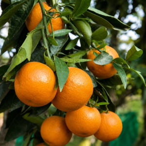 fallglo orange citrus seedss (citrus reticulata) orange seedss