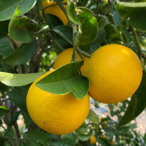hassaku orange citrus seedss (citrus hassaku) orange seedss