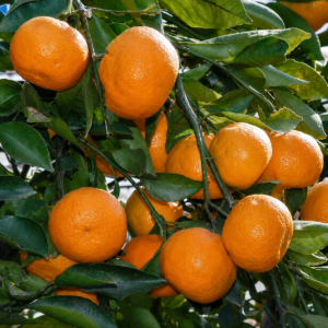 iyokan orange citrus seedss (citrus iyo) orange seedss overview