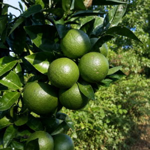 kabosu lime citrus seedss (citrus sphaerocarpa) lime seedss