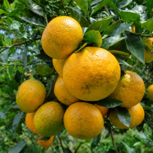keprok orange citrus seedss (citrus reticulata) orange seedss