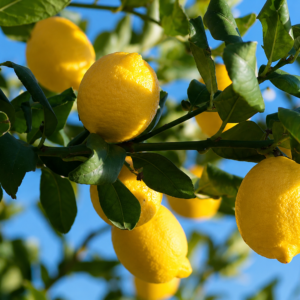 eureka lemon citrus seedss (citrus limon) lemon seedss