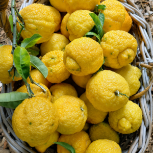 jambhiri lemon citrus seedss (citrus jambhiri) lemon seedss