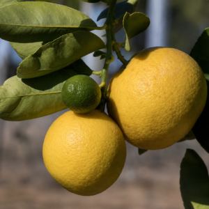 limetta lemon citrus seedss (citrus limetta) lemon seedss