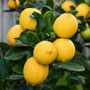 meyer lemon citrus seedss (citrus meyeri) lemon seedss