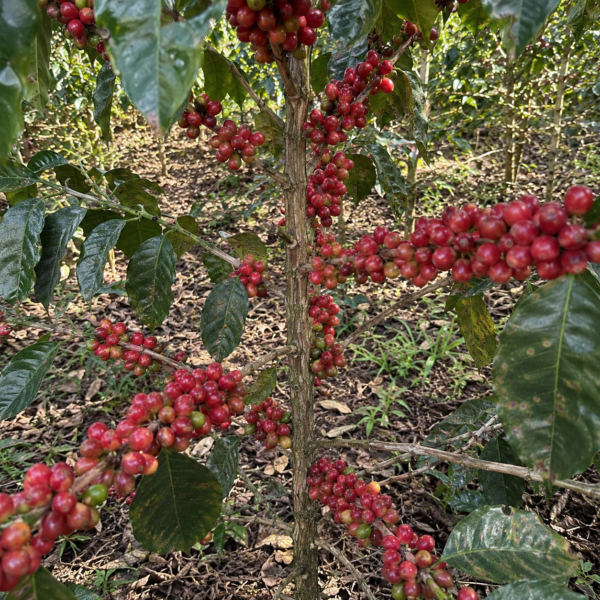 bourbon pink coffee seeds (coffea arabica) coffee bean