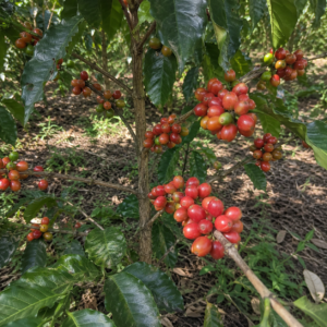 bourbon orange coffee seeds (coffea arabica) coffee bean