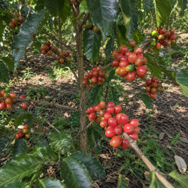 bourbon orange coffee seeds (coffea arabica) coffee bean