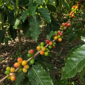 bergendal typica sumatra coffee seeds (coffea arabica) coffee bean