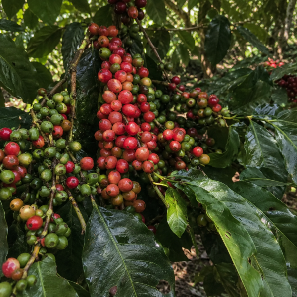 batian coffee seeds (coffea arabica) coffee bean