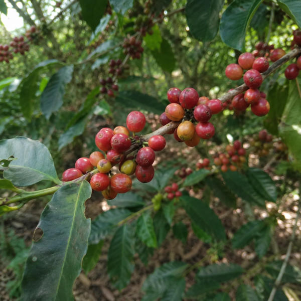 arusha coffee seeds (coffea arabica) coffee bean
