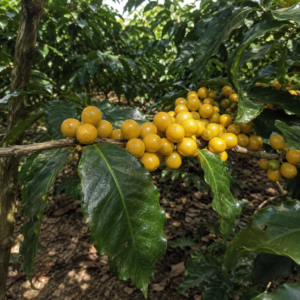 arara coffee seeds (coffea arabica) coffee bean