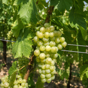 amos grapes seeds (vitis vinifera) table grape seeds
