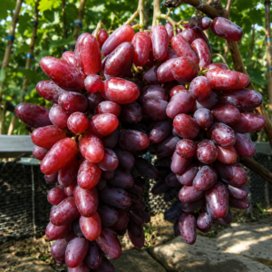 baikonur grapes seeds (vitis vinifera) table grapes seeds