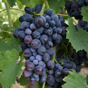 black muscat grapes seeds (vitis vinifera) table grapes seeds