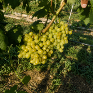 galahad grapes seeds (vitis vinifera) table grapes seeds