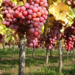 galahad grapes seeds (vitis vinifera) table grapes seeds (copy)