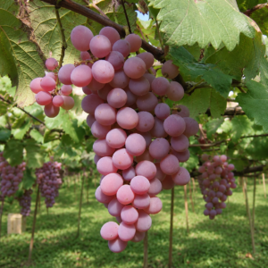 koshu grapes seeds (vitis vinifera) wine grapes seeds
