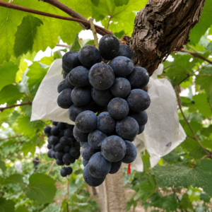 kyoho grapes seeds (vitis vinifera × vitis labrusca) table grapes seeds