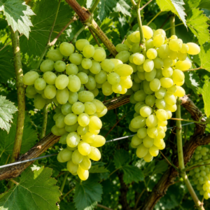 laura grapes seeds (vitis vinifera) table grapes seeds