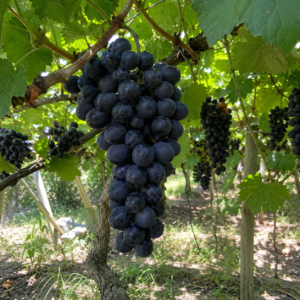 lemberger grapes seeds (vitis vinifera) wine grapes seeds