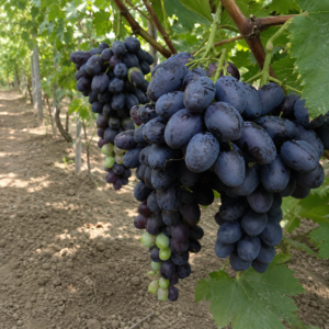 lorano grapes seeds (vitis vinifera) table grapes seeds