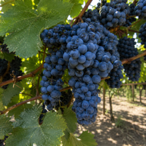 montreal blue grapes seeds (vitis labrusca) table grapes seeds