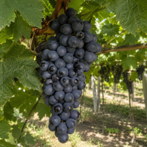 muscat bailey a grapes seeds (vitis vinifera × vitis labrusca) wine grapes seeds