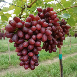 ninel grapes seeds (vitis vinifera) table grapes seeds