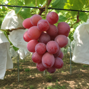 rizamat grapes seeds (vitis vinifera) table grapes seeds